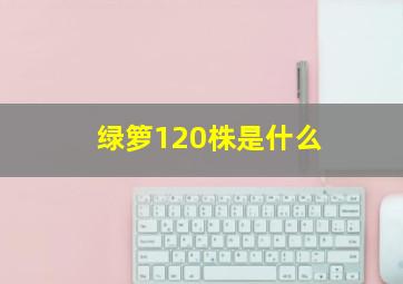 绿箩120株是什么
